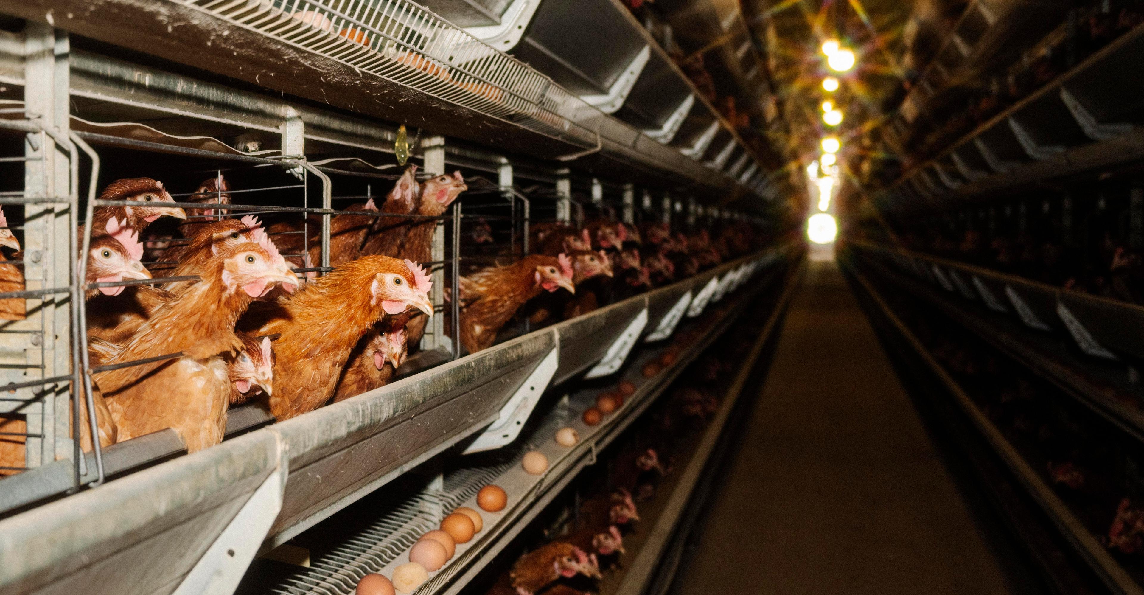 Cage-free eggs are likely worse for the climate. The answer isn’t to switch back to caged ones.