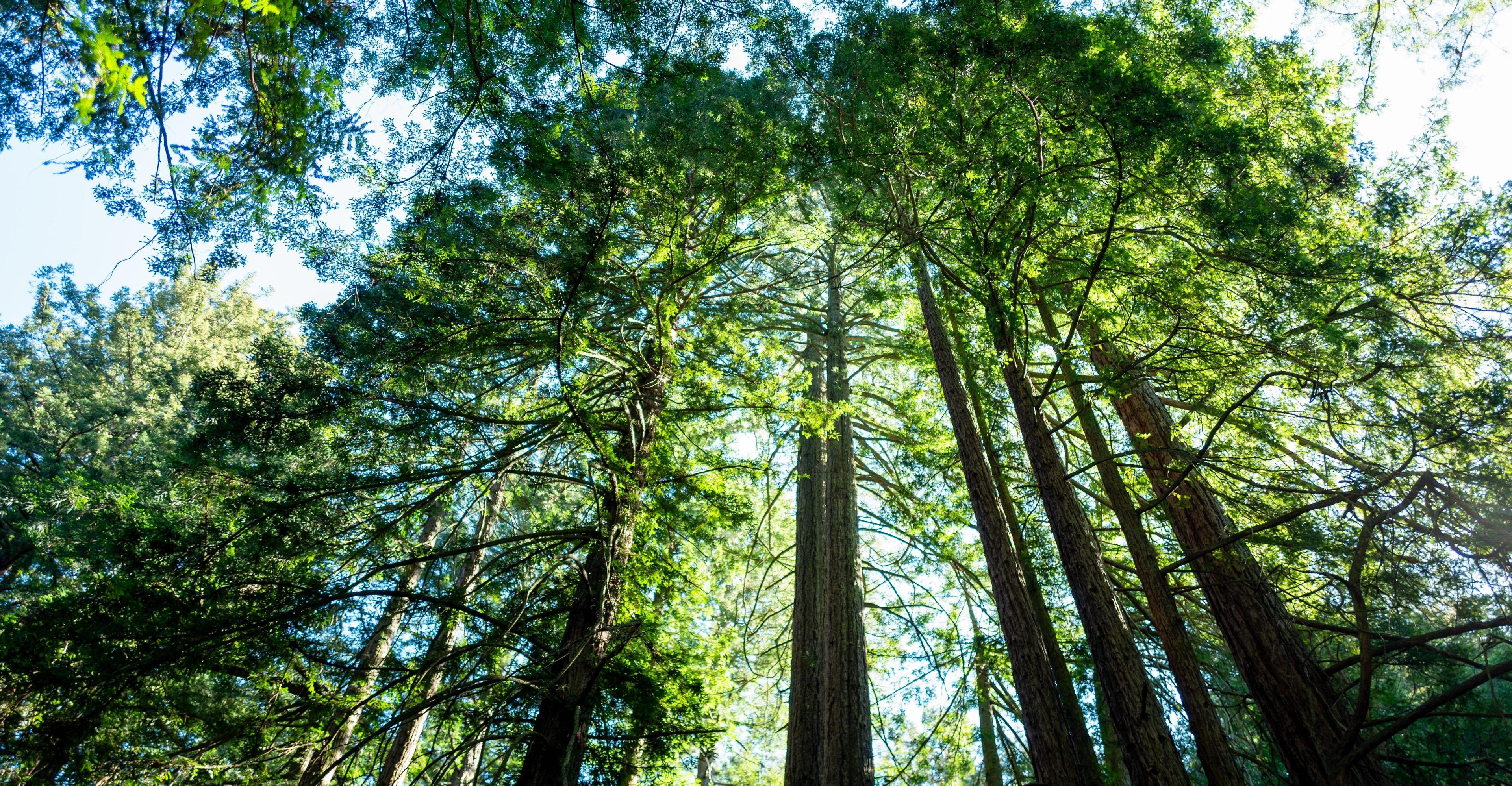 Redwoods are natural magic kingdoms. Extreme heat is breaking their spell.
