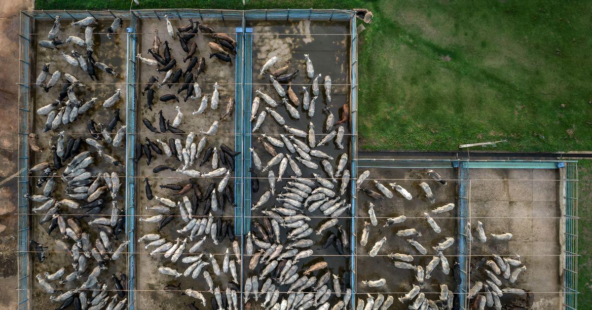 Why New York is suing the world’s biggest meat company