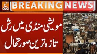 Cattle Market Latest Update | Breaking News | GNN