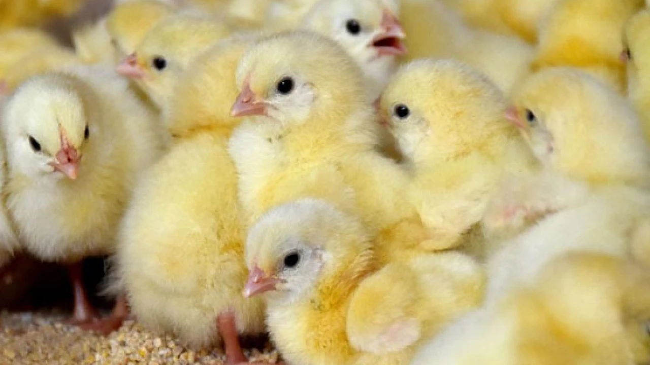 Govt imposes complete ban on chicks’ export 