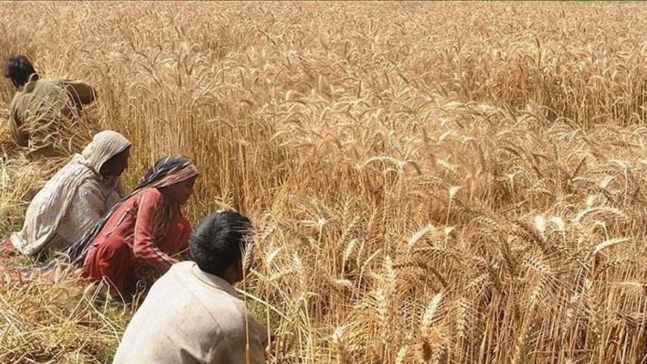 KP govt to buy local wheat