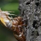Watch Sir David Attenborough seduce a cicada with the snap of his fingers